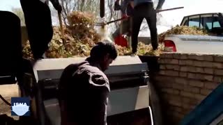 برداشت پسته ارگانیک توسط کشاورزان اردکانی کشیدن دندان