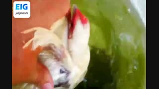 رفعی کرچی مرغ