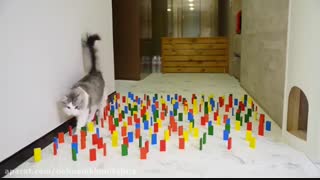 چالش سگ ها و گربه ها