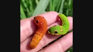 کرم ابریشم سمی