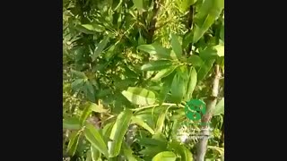 نهال بادام تونو - رقمی با عملکردبسیار بالا