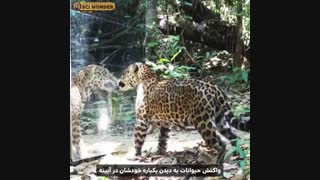 واکنش حیوانات به دیدن یکباره خودشان در آینه
