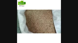 قیمت عدس درشت روس