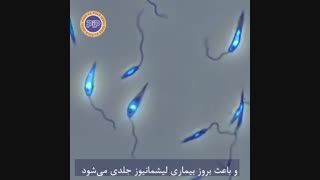 لیشمانیا ماژور