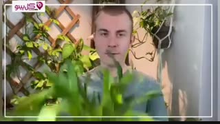 بهترین گل آپارتمانی مقاوم چیست؟