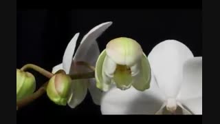 از دل به دل راه داره