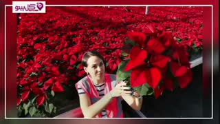 از سیر تا پیاز گیاه کریسمس تنها در یک دقیقه !!!