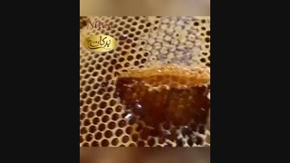 خواص اعجاب انگیز عسل های وحشی