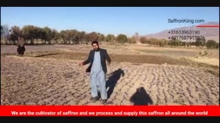 Buy Afghan saffron - Herat saffron