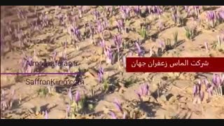 هر کیلو زعفران امسالی به قیمت تولید