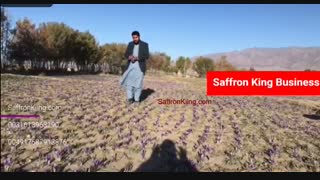 قیمت فروش زعفران به قیمت خرید زعفران از کشاورز