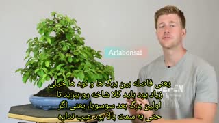 تکنیک های تابستانه fبونسای پهن برگ ها-استاد بزرگ بنسای