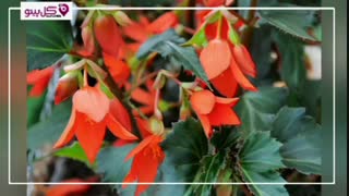 معرفی 3 گل گلدانی فوق العاده !