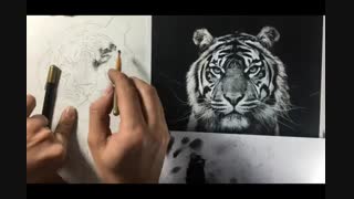 فیلم طراحی حیوانات تکنیک کنته وزغال قسمت دوم. افروزسعیدیان