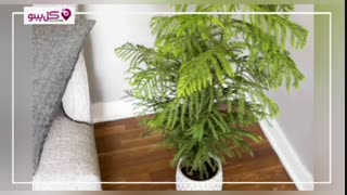 کاج مطبق : کاجی بی همتا و شگفت انگیز