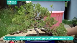نحوه قلمه زدن و تعویض گلدان گیاه بونسای سرو کوهی