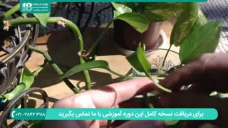 روش قلمه زدن گیاه پتوس طلایی ( گیاهان آپارتمانی )