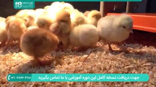 بهترین خوراک برای جوجه گوشتی و مرغ محلی