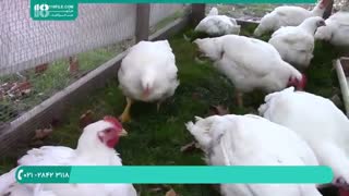 راه کسب درآمد با راه اندازی مرغداری ( پرورش مرغ )