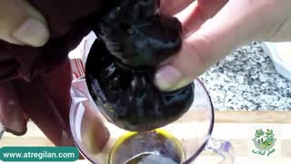 چطوری تو خونه روغن زیتون درست کنیم