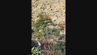 شفافیت زیاد آب