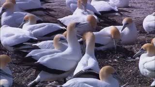 میخوام برم از نماشا