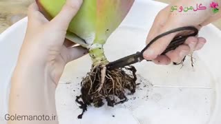 نحوه هرس کردن کوتیلدون