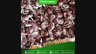فروش عمده لوبیا عروس