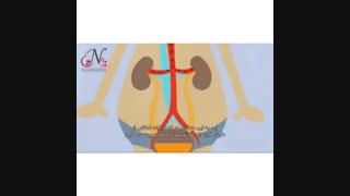 تکرر ادرار در بارداری