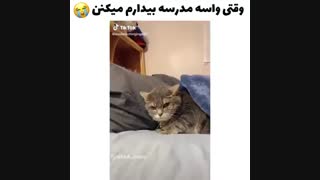 من با گازی از لپ بیدار میشم