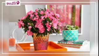 گل های مقاوم برای کسانی که وقت ندارند! منافذ باز پوست