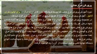 پرورش مرغ | نحوه نگهداری جوجه تخمگذار