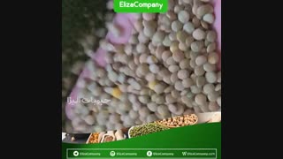 فروش عدس کانادایی