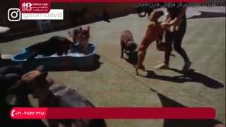 نحوه نگهداری و تربیت سگ بول ماستیف در منزل