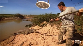 کروکودیل - 1