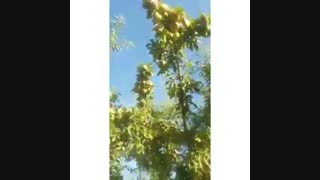 فروش نهال بادام تونو در سردشت