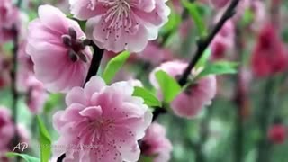 طبیعت، موسیقی، آرامیش