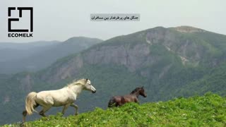 معرفی کامل شهر سیاهکل