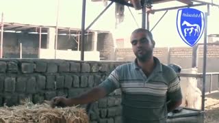 رضایت دامدار از بهترین خوراک دام و طیور