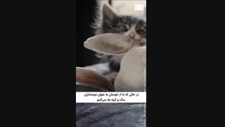 چرا وگان‌ها حیوانات خانگی نمی‌خرند؟