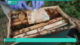 چگونگی نگهداری از کلونی زنبور عسل در فصل زمستان