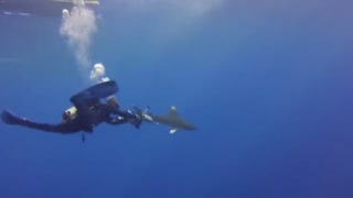 کوسه لکهسفید اقیانوسی (Oceanic whitetip shark)