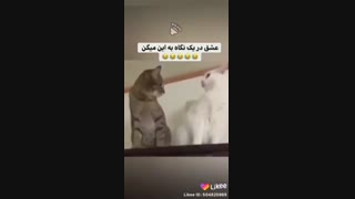 دوتا مرغ عاشقی ک میگفتمXDDD