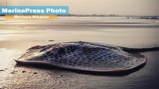 سفره ماهی در بندر آفتاب
