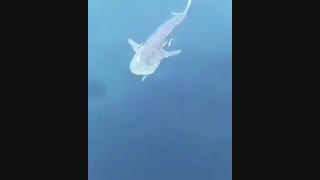 مشاهده کوسه نهنگ ۴ متری در کنار سکوی نفتی نزدیک جزیره کیش