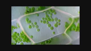 Cyclosis  cytoplasmic streaming in plant cells (Elodea) - DIC microscope 1250x