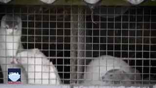 راسوها اوضاع کرونا را بدتر می‌کنند؟