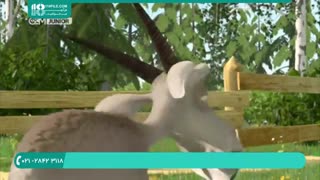 تماشا انیمیشن ماشا و میشا / زبان اصلی / معلم رقص