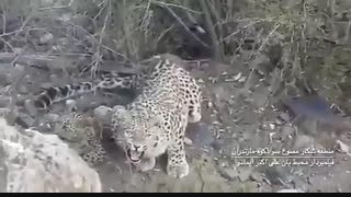 تصاویر کم‌نظیری پلنگ مادر و سه توله‌ اش در سوادکوه