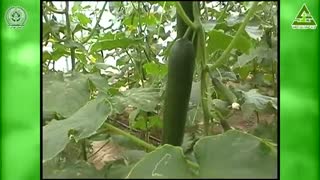 انتخاب بذر مناسب قسمت اول